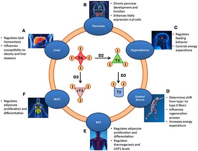 Metabolic Effects of the Intracellular Regulation of Thyroid Hormone: Old Players, New Concepts